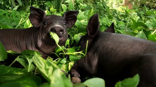 Versatilidad del Cerdo Pelón Mexicano Gastronomía - Cerdo Pelón Mexicano