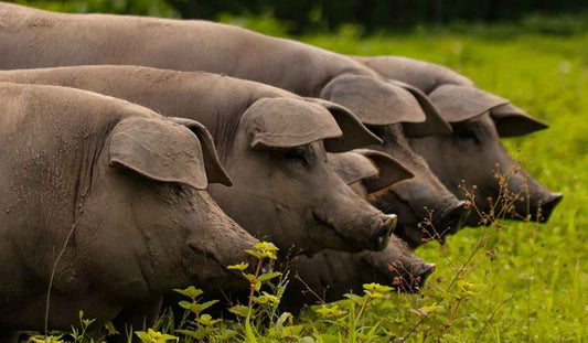 Descubre los Increíbles Beneficios para la Salud del Cerdo Pelón Mexicano - Cerdo Pelón Mexicano