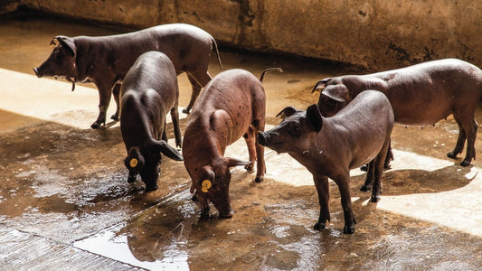 La Historia y Evolución del Cerdo Pelón Mexicano: Tesoro Culinario Mexicano - Cerdo Pelón Mexicano